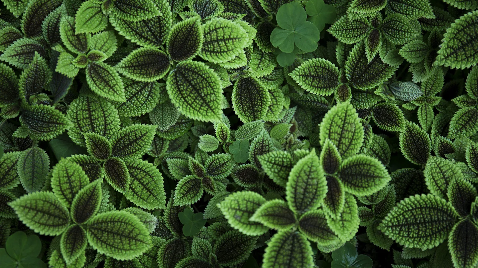 Botanical herbs used in natural wellness protocols